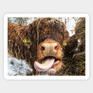 Scottish Highland Cattle Calf 1929 Sticker